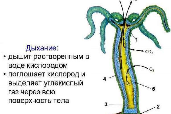 Взломали кракен аунтификатор